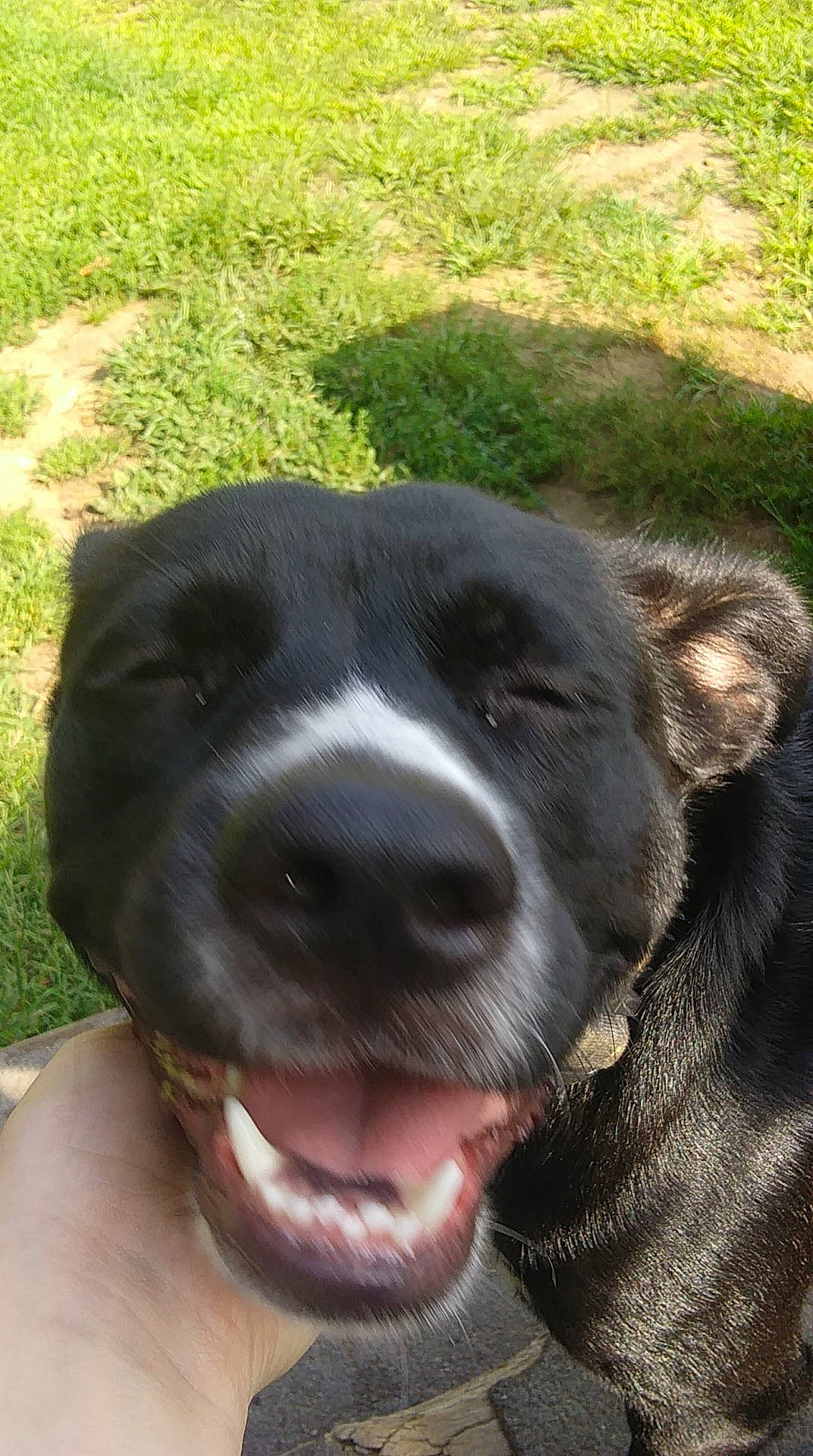 Francis is registered to the contest to win money with this photo: american_pit_bull_terrier, bandog, borador, canidae, carnivore, dog, dog_breed, fawn, labrador_retriever, mammal, nose, rare_breed_dog, snout, sporting_group, vertebrate