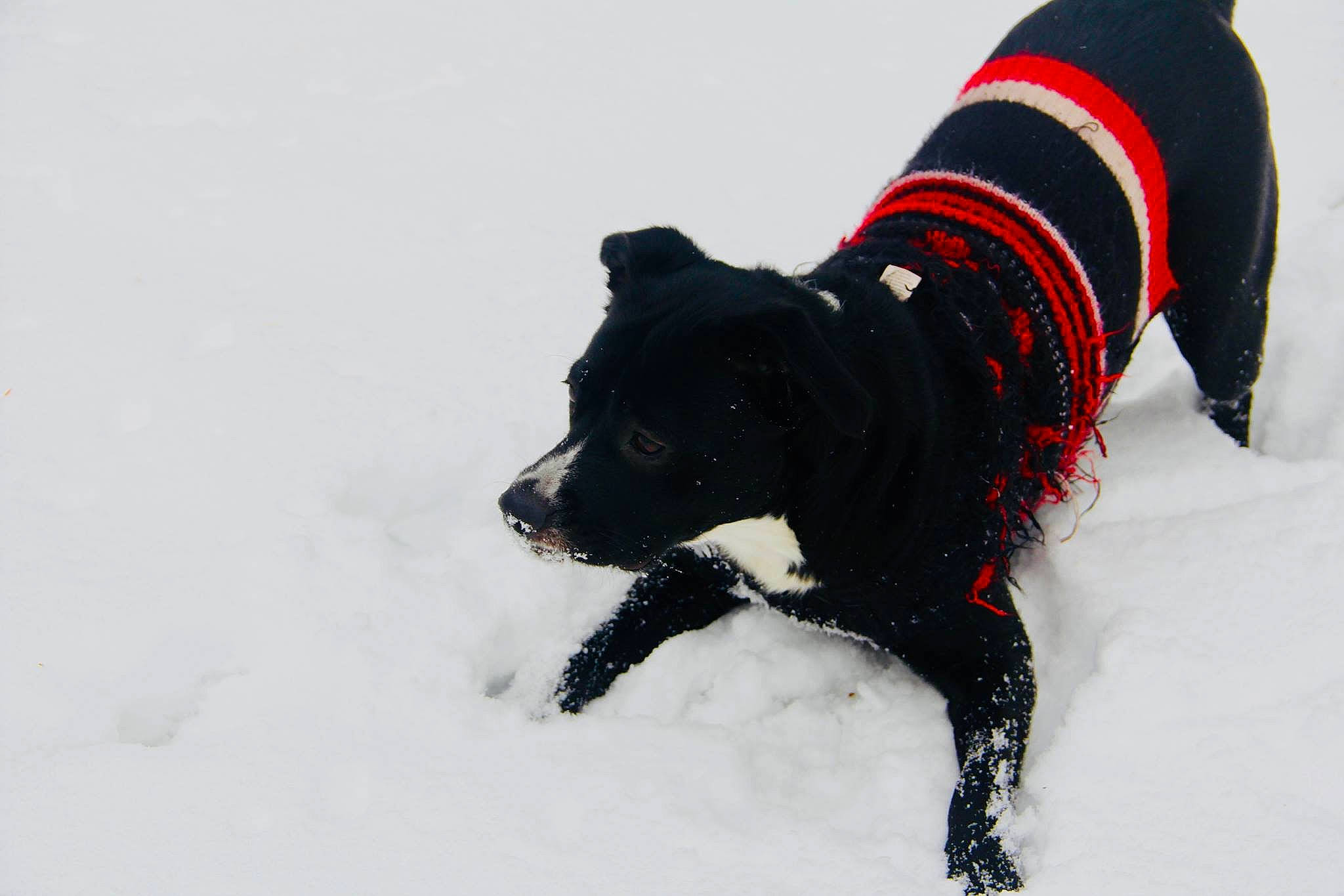 Francis is registered to the contest to win money with this photo: canidae, carnivore, collar, dog, dog_breed, dog_clothes, guard_dog, non_sporting_group, snout, snow, sporting_group, winter