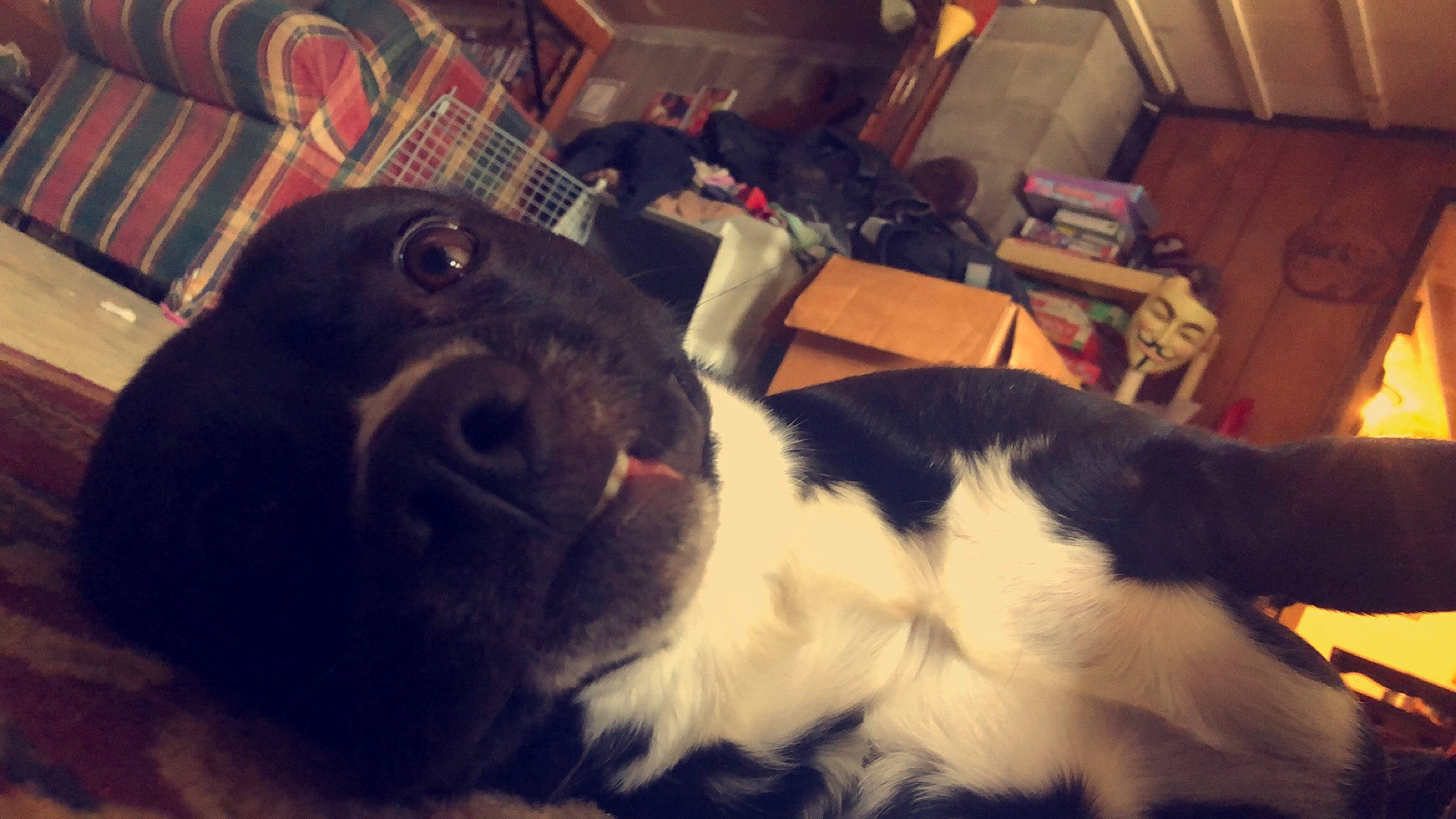 Francis joined the competition — help win amazing prizes! canidae, carnivore, cloud, companion_dog, dog, dog_breed, ear, english_springer_spaniel, nose, puppy, puppy_love, sky, snout, sporting_group