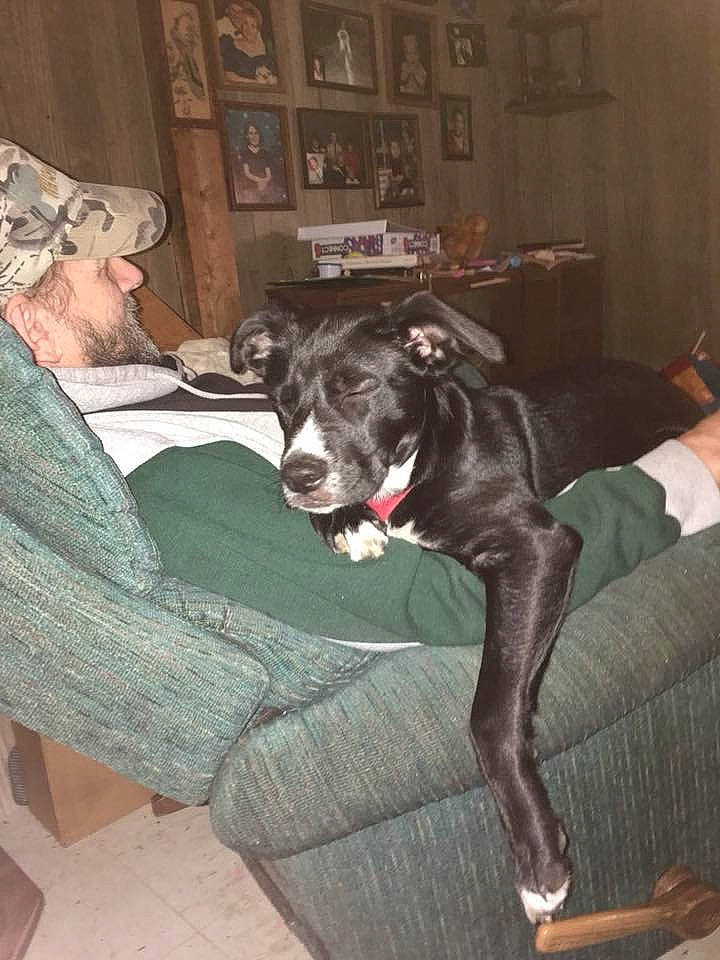 Francis is registered to the contest to win money with this photo: canidae, carnivore, dog, dog_breed, fawn, great_dane, greyhound, guard_dog, lurcher, mammal, non_sporting_group, sporting_group