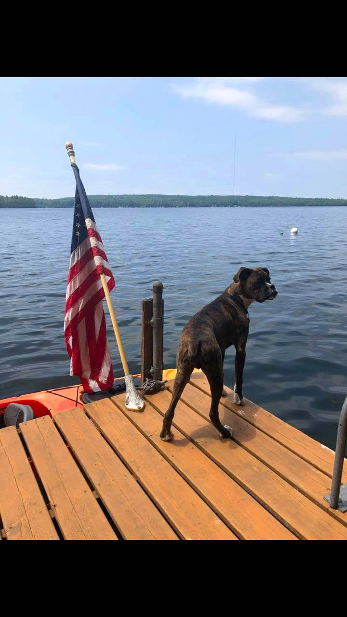 Diesel joined the competition — help win amazing prizes! canidae, carnivore, dock, dock_jumping, dog, dog_breed, fawn, guard_dog, sporting_group, vehicle, working_dog