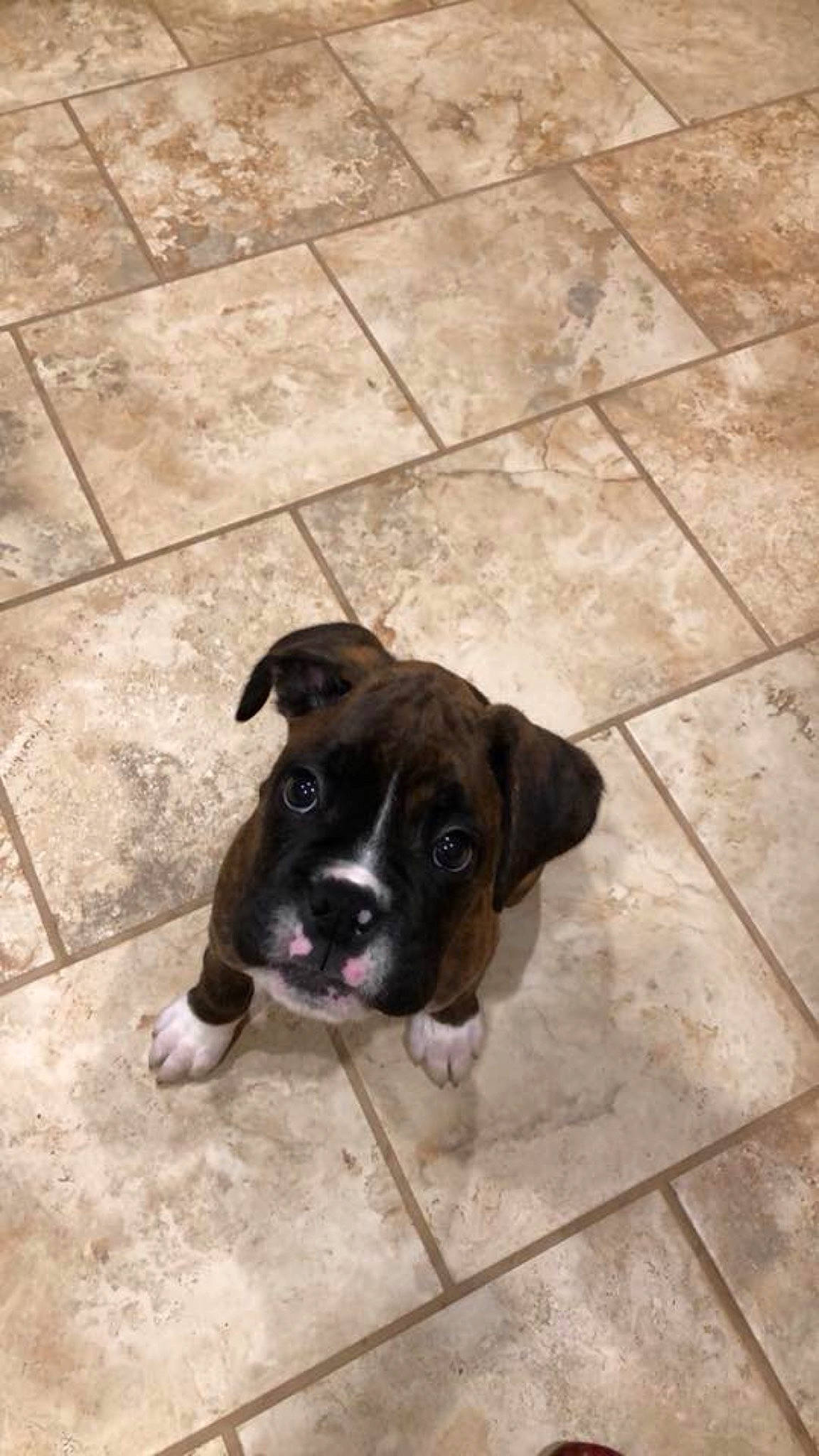 Diesel joined the competition — help win amazing prizes! bandog, boerboel, boxer, cane_corso, canidae, carnivore, companion_dog, dog, dog_breed, fawn, mammal, molosser, non_sporting_group, puppy, rare_breed_dog, snout, sporting_group, tile, valley_bulldog, working_dog