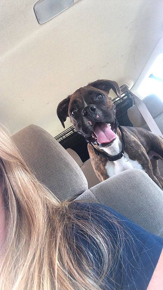 Diesel joined the competition — help win amazing prizes! canidae, carnivore, companion_dog, dog, dog_breed, ear, fawn, great_dane, guard_dog, selfie, snout, sporting_group