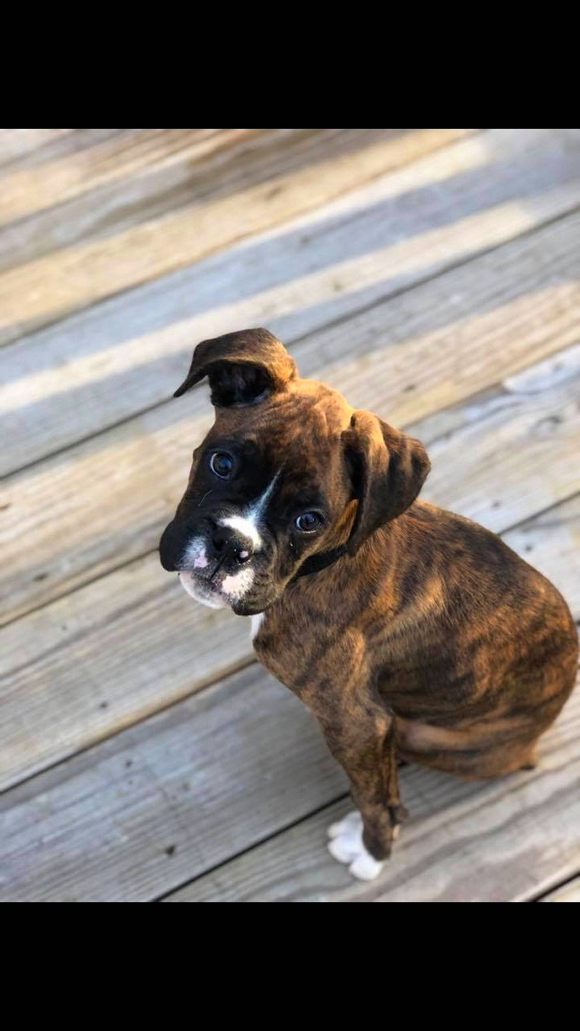 Diesel is registered to the contest to win money with this photo: boxer, canidae, carnivore, companion_dog, dog, dog_breed, dog_collar, fawn, mammal, mountain_cur, puppy, snout, sporting_group, valley_bulldog, working_dog