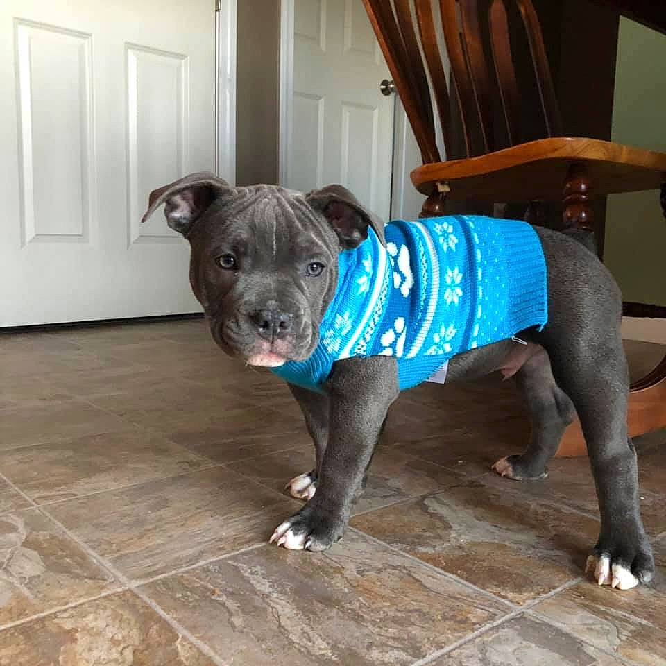 Duncan joined the competition — help win amazing prizes! american_bulldog, american_pit_bull_terrier, american_staffordshire_terrier, canidae, carnivore, companion_dog, dog, dog_breed, fawn, mammal, non_sporting_group, pit_bull, puppy, snout, sporting_group, staffordshire_bull_terrier, terrier