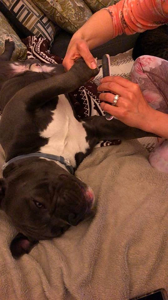 Duncan joined the competition — help win amazing prizes! american_bulldog, american_pit_bull_terrier, canidae, carnivore, dog, dog_breed, fawn, french_bulldog, non_sporting_group, old_english_bulldog, olde_english_bulldogge, puppy, sporting_group