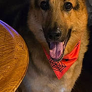 Saxon is registered to the contest to win money with this photo: dog, german_shepherd, bandana, orange_bandana, pet, indoor, table, wooden_table, floor, tile_floor, happy, tongue_out, ears_up, animal, canine, domestic_animal, close_up, portrait, smiling, furniture