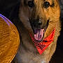 dog, german_shepherd, bandana, orange_bandana, pet, indoor, table, wooden_table, floor, tile_floor, happy, tongue_out, ears_up, animal, canine, domestic_animal, close_up, portrait, smiling, furniture