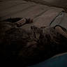 Sunshine is registered to the contest to win money with this photo: animal, bed, blanket, cat, comfort, cozy, dark, domestic, feline, fur, furry, indoors, mammal, paws, pet, quiet, relax, resting, sleeping, soft