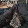 air_conditioner, animal, blanket, cat, comfort, cozy, dark, fur, furniture, gray, home, indoor, pet, relaxation, resting, sleeping, soft, texture, warm, window