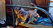 Sunshine is registered to the contest to win money with this photo: animal, carpet, cat, chair, clutter, collar, domestic, fabric, furniture, home, indoor, jeans, metal_frame, paper, pet, playful, resting, shadow, warm_lighting, wooden_cabinet