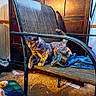animal, carpet, cat, chair, clutter, collar, domestic, fabric, furniture, home, indoor, jeans, metal_frame, paper, pet, playful, resting, shadow, warm_lighting, wooden_cabinet