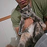 animal, bell, blurred, casual, cat, closeup, collar, domestic_animal, face, feline, green_shirt, holding, home, indoor, looking_at_camera, man, person, pet, portrait, shirt