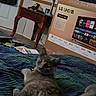 bed, blanket, blue, box, cat, collar, door, floor, furniture, green, hat, indoor, lamp, pet, relaxed, resting, streaming_services, striped, table, television_box