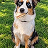 dog, puppy, australian_shepherd, tricolor, blue_eyes, sandwich, bread, ham, grass, lawn, outdoors, sitting, pet, animal, fur, floppy_ears, portrait, sunlight, nature, funny