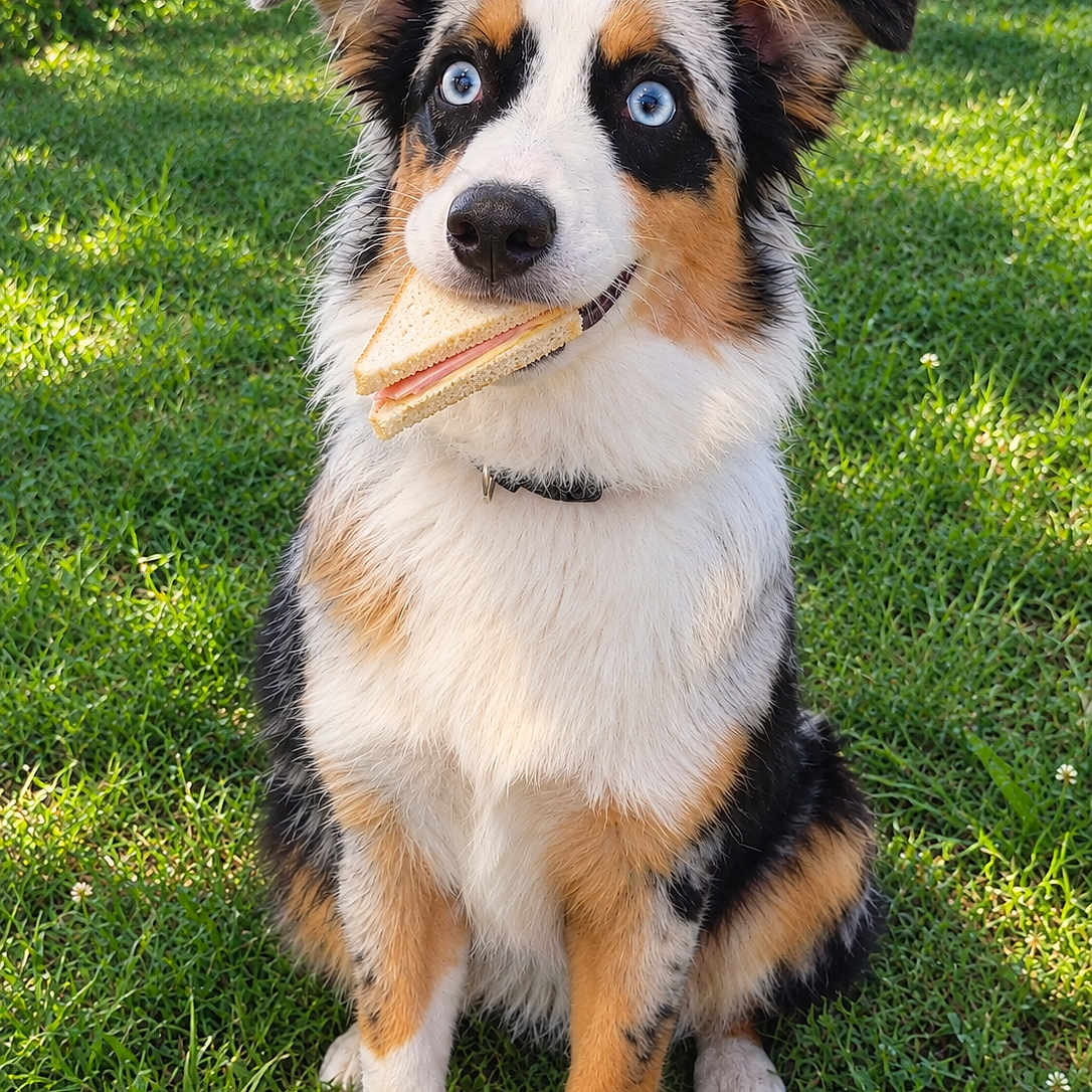 Bella