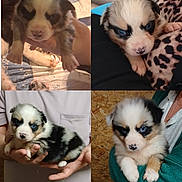 Bella a rejoint le concours — aidez-le/la à gagner de superbes lots ! puppy, dog, blue_eyes, fluffy, black_and_white, person, holding, indoor, cute, small_puppy, hand, close_up, animal, pet, adorable, young, fur, face, portrait, cozy