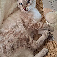 Romy participe au concours pour gagner de l'argent avec cette photo : cat, blue_eyes, striped_fur, basket, relaxed, indoor, feline, whiskers, pink_nose, paws, tail, soft_blanket, floor_tiles, fur_texture, resting, cute, pet, animal, domestic_cat, woven_basket