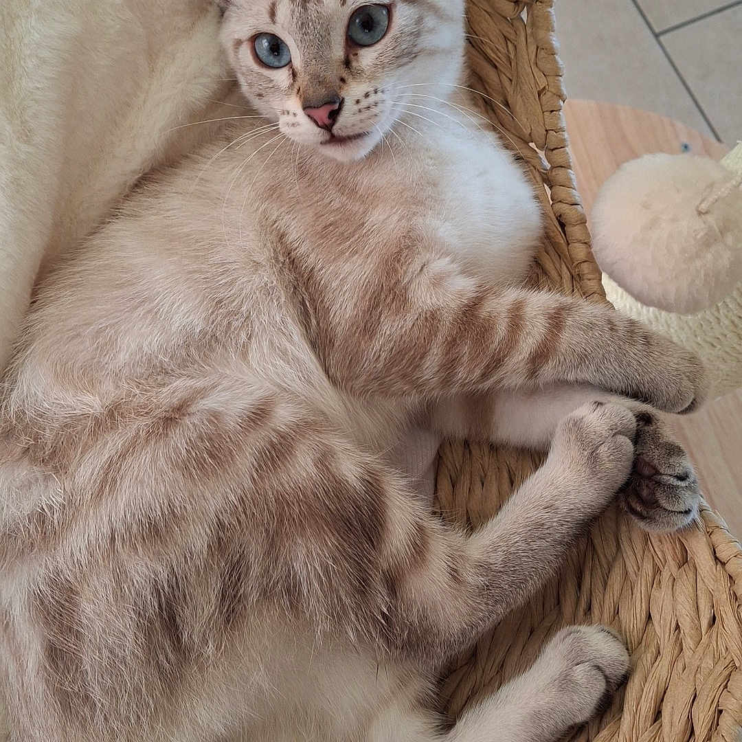Romy participe au concours pour gagner de l'argent avec cette photo : animal, basket, blue_eyes, cat, cute, domestic_cat, feline, floor_tiles, fur_texture, indoor, paws, pet, pink_nose, relaxed, resting, soft_blanket, striped_fur, tail, whiskers, woven_basket