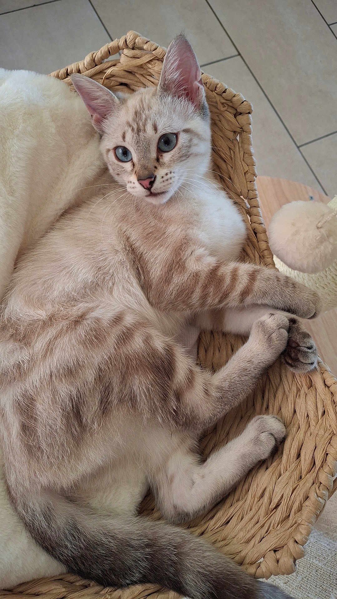 Romy participe au concours pour gagner de l'argent avec cette photo : cat, blue_eyes, striped_fur, basket, relaxed, indoor, feline, whiskers, pink_nose, paws, tail, soft_blanket, floor_tiles, fur_texture, resting, cute, pet, animal, domestic_cat, woven_basket