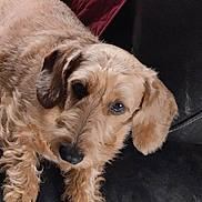 Queen participe au concours pour gagner de l'argent avec cette photo : dog, pet, close_up, fluffy, brown, fur, ears, black_nose, resting, leather, indoor, animal, cute, portrait, calm, gentle, looking, face, canine, companion