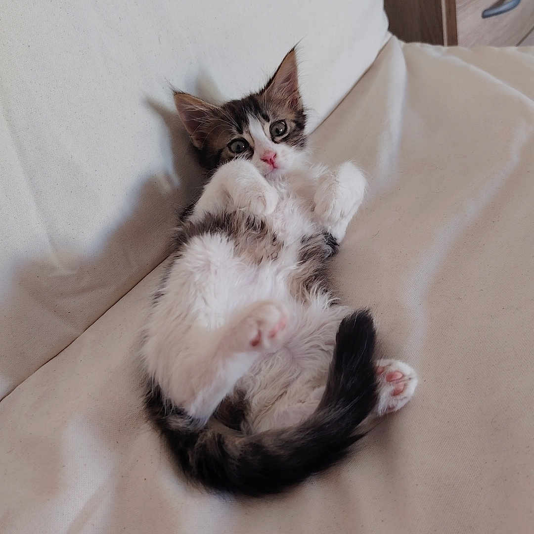 Plume a rejoint le concours — aidez-le/la à gagner de superbes lots ! animal, black, cat, couch, cozy, cute, domestic, feline, fur, indoor, kitten, paws, pet, pink_nose, relaxed, resting, sleepy, small, white, young