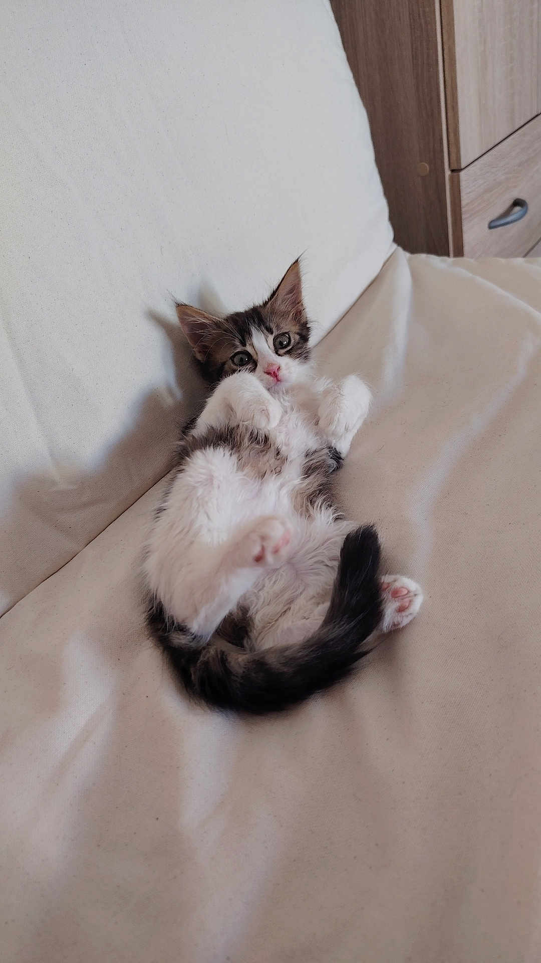 Plume a rejoint le concours — aidez-le/la à gagner de superbes lots ! animal, black, cat, couch, cozy, cute, domestic, feline, fur, indoor, kitten, paws, pet, pink_nose, relaxed, resting, sleepy, small, white, young