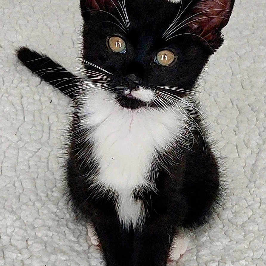 Oreo joined the competition — help win amazing prizes! abyssinian, angora, animal, blackcat, cat, egyptiancat, kitten, manx, pet