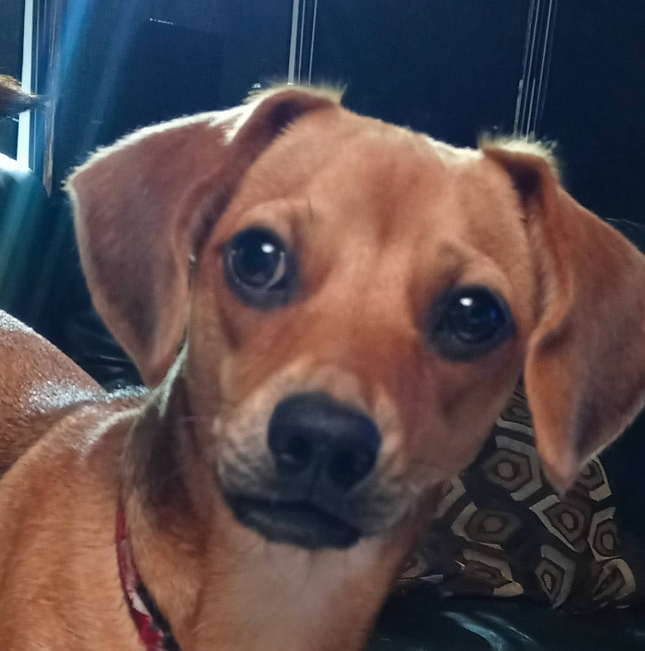 Sugar is registered to the contest to win money with this photo: canidae, carnivore, collar, companion_dog, dog, dog_breed, dog_collar, dog_supply, ear, fawn, fur, liver, metal, pet_supply, puggle, puppy_love, selfie, sporting_group, whiskers, working_animal