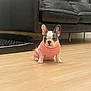 adorable, animal, black_couch, couch, cute, dog, domestic_dog, flooring, french_bulldog, indoor, leather_couch, living_room, pet, pet_bed, pink_sweater, puppy, sitting, small_dog, wooden_floor, young_dog