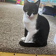 Mittens joined the competition — help win amazing prizes! cat, black_and_white, carpet, indoor, pet, animal, tongue_out, feline, floor, window, toy, bed, room, domestic, cute, sitting, fur, whiskers, ears, tail