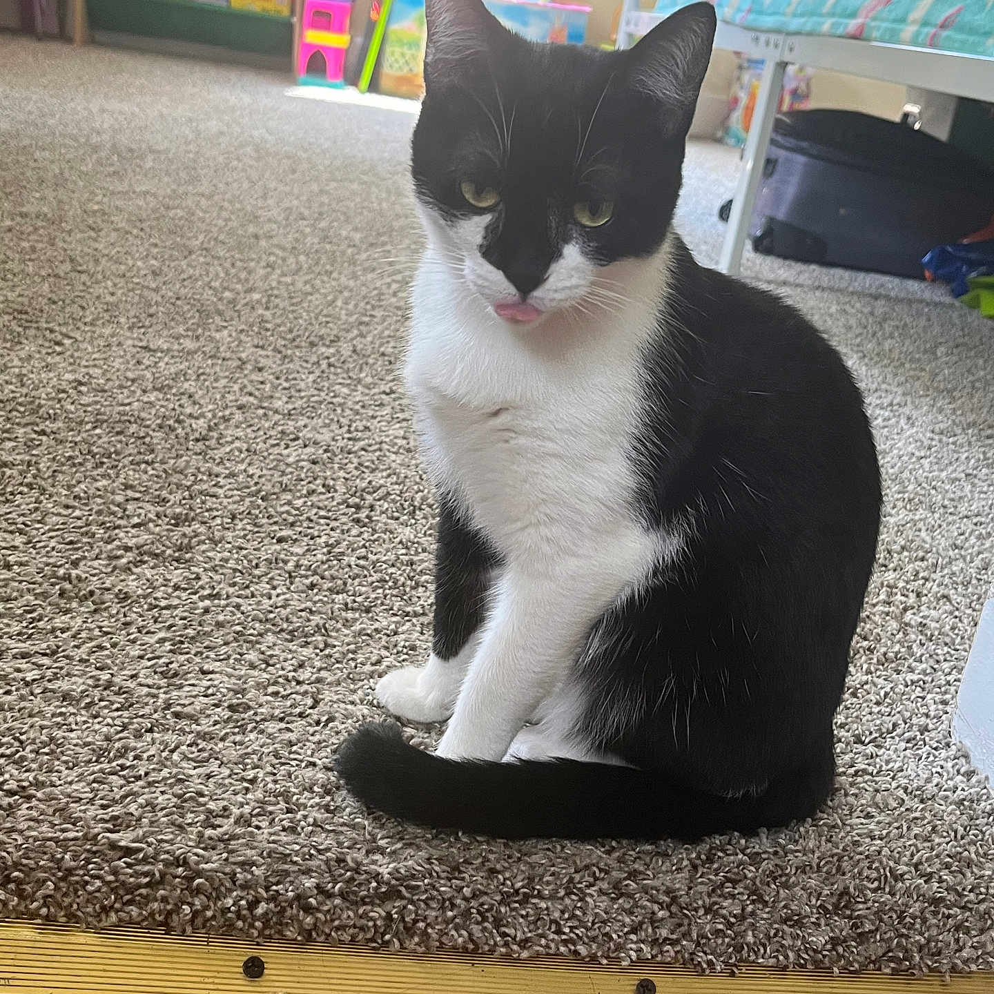 Mittens joined the competition — help win amazing prizes! animal, bed, black_and_white, carpet, cat, cute, domestic, ears, feline, floor, fur, indoor, pet, room, sitting, tail, tongue_out, toy, whiskers, window