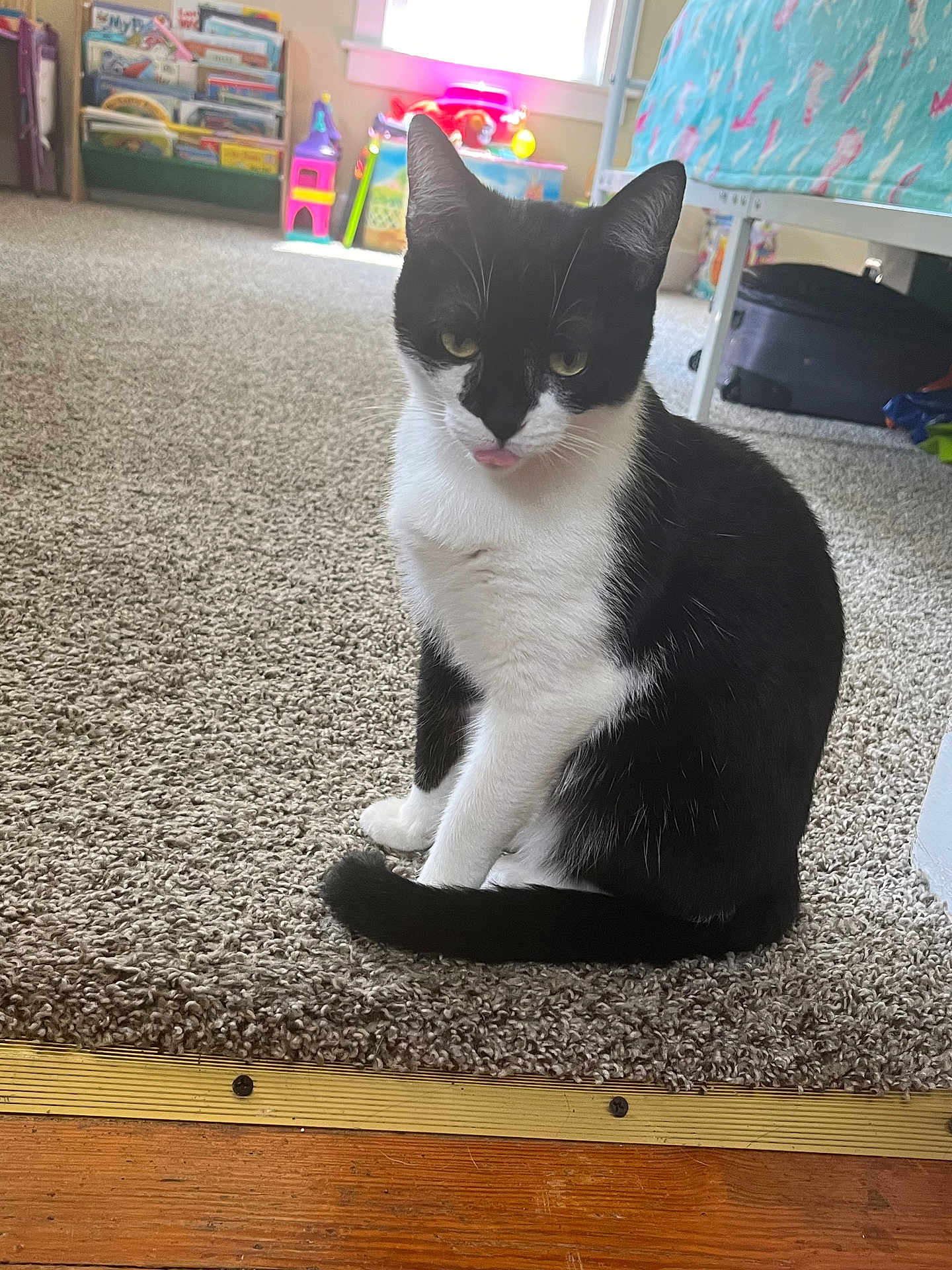 Mittens joined the competition — help win amazing prizes! cat, black_and_white, carpet, indoor, pet, animal, tongue_out, feline, floor, window, toy, bed, room, domestic, cute, sitting, fur, whiskers, ears, tail