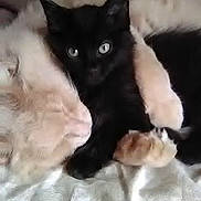 Maximus is registered to the contest to win money with this photo: animals, bed, beige_cat, black_cat, blanket, cat, closeup, companions, cozy, cuddling, cute, domestic_cat, eyes, fur, paws, pets, resting, sleeping, snuggling, whiskers