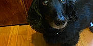 Mr. Noodles is registered to the contest to win money with this photo: animal, black_dog, canine, companion, curious, dog, domestic, door, ears, eyes, flooring, fur, house, indoor, looking_up, nose, pet, portrait, waiting, wooden_floor
