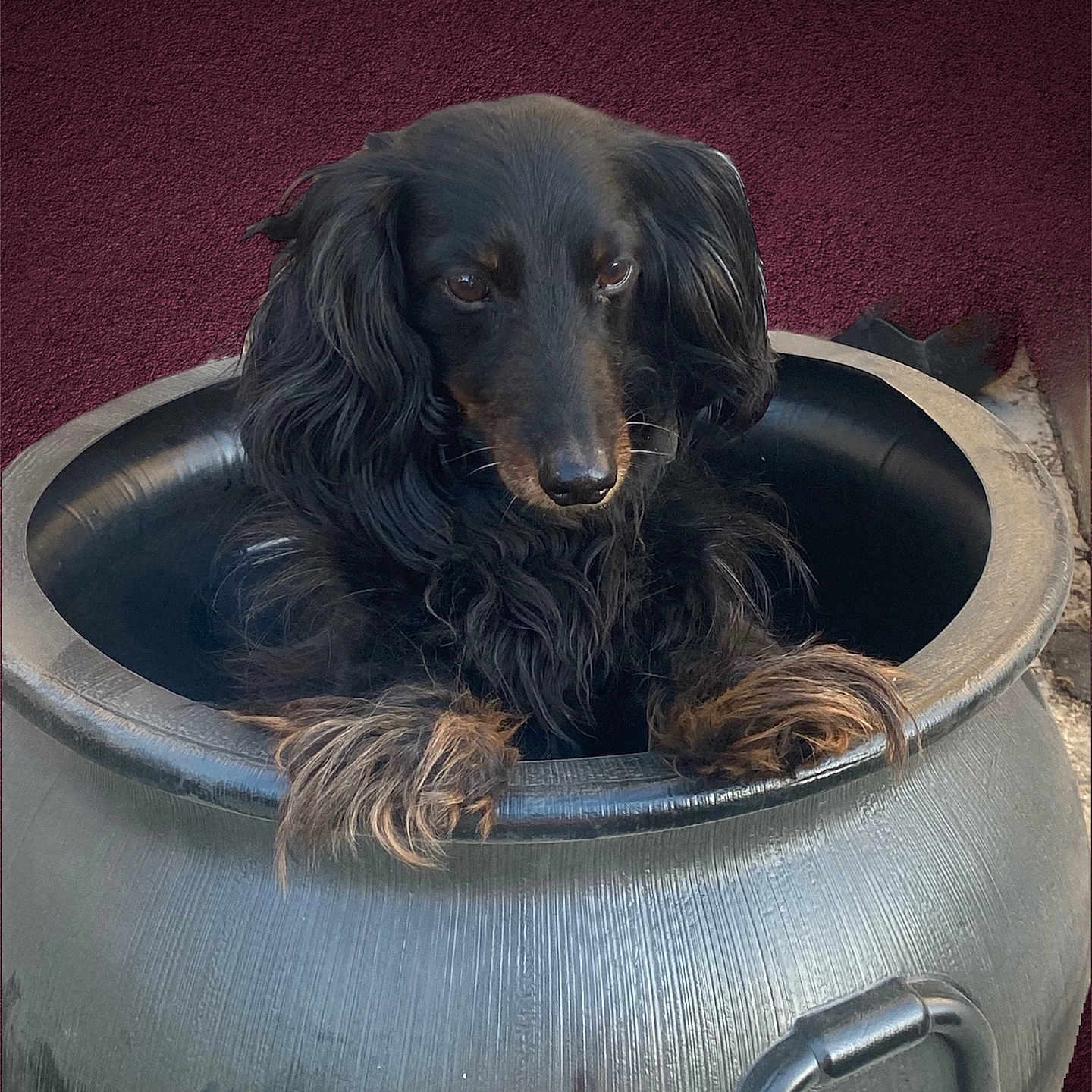 Mr. Noodles joined the competition — help win amazing prizes! animal, background, black_dog, cauldron, close_up, companion, container, curious, cute, decor, dog, domestic_animal, furry, indoors, long_hair, looking_away, pet, portrait, pot, still_life