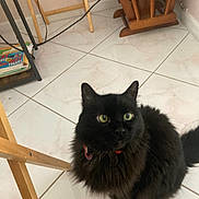 Bentley joined the competition — help win amazing prizes! cat, black_cat, fluffy, long_hair, green_eyes, collar, sitting, indoor, tiled_floor, home, furniture, wooden_chair, table, cables, magazines, portrait, pet, animal, looking_at_camera, domestic_cat