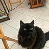 cat, black_cat, fluffy, long_hair, green_eyes, collar, sitting, indoor, tiled_floor, home, furniture, wooden_chair, table, cables, magazines, portrait, pet, animal, looking_at_camera, domestic_cat
