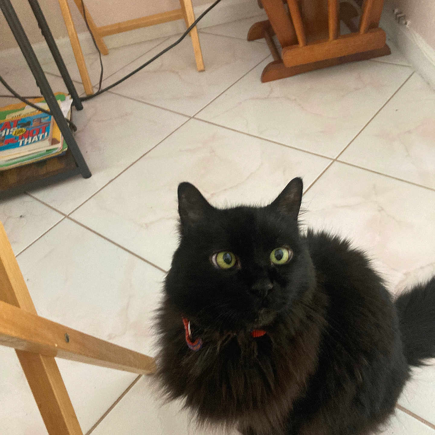Bentley joined the competition — help win amazing prizes! cat, black_cat, fluffy, long_hair, green_eyes, collar, sitting, indoor, tiled_floor, home, furniture, wooden_chair, table, cables, magazines, portrait, pet, animal, looking_at_camera, domestic_cat