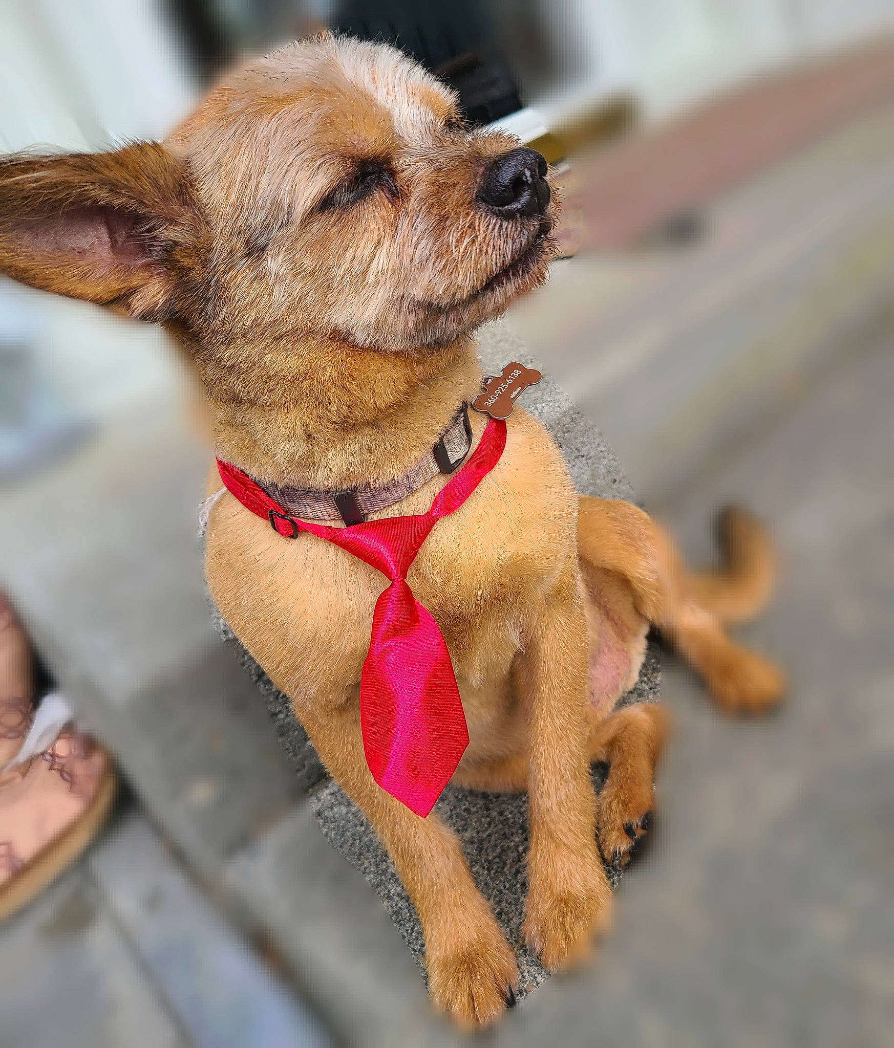 Cash joined the competition — help win amazing prizes! canidae, carnivore, collar, companion_dog, dog, dog_breed, dog_clothes, dog_collar, dog_supply, fashion_accessory, fawn, fur, leash, paw, pet_supply, snout, sporting_group, terrestrial_animal, toy, working_animal