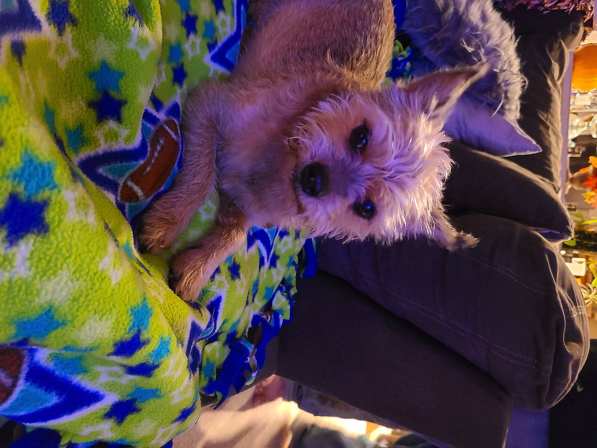 Cash is registered to the contest to win money with this photo: blue, canidae, carnivore, companion_dog, dog, dog_breed, dog_clothes, dog_supply, electric_blue, event, fawn, fur, pattern, purple, small_terrier, snout, sporting_group, terrier, toy_dog, whiskers