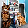 Wulfe participe au concours pour gagner de l'argent avec cette photo : cat, tabby_cat, orange_cat, indoor, bookshelf, books, plush_toys, blue_wall, couch, furniture, pet, animal, curious, posing, domestic_cat, whiskers, ears, sitting, room, doorway
