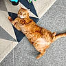 cat, orange_cat, tabby, pet, indoor, rug, toy, pillow, patterned_rug, floor, cozy, curious, relaxed, feline, whiskers, playful, domestic_cat, cute, animal, fur