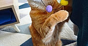 Wulfe a rejoint le concours — aidez-le/la à gagner de superbes lots ! cat, orange_tabby, pet, indoor, playing, pom_poms, string, furniture, rug, wooden_table, woven_cat_house, paw, bite, curious, cute, animal, whiskers, claws, domestic_cat, cozy