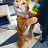 cat, orange_tabby, pet, indoor, playing, pom_poms, string, furniture, rug, wooden_table, woven_cat_house, paw, bite, curious, cute, animal, whiskers, claws, domestic_cat, cozy