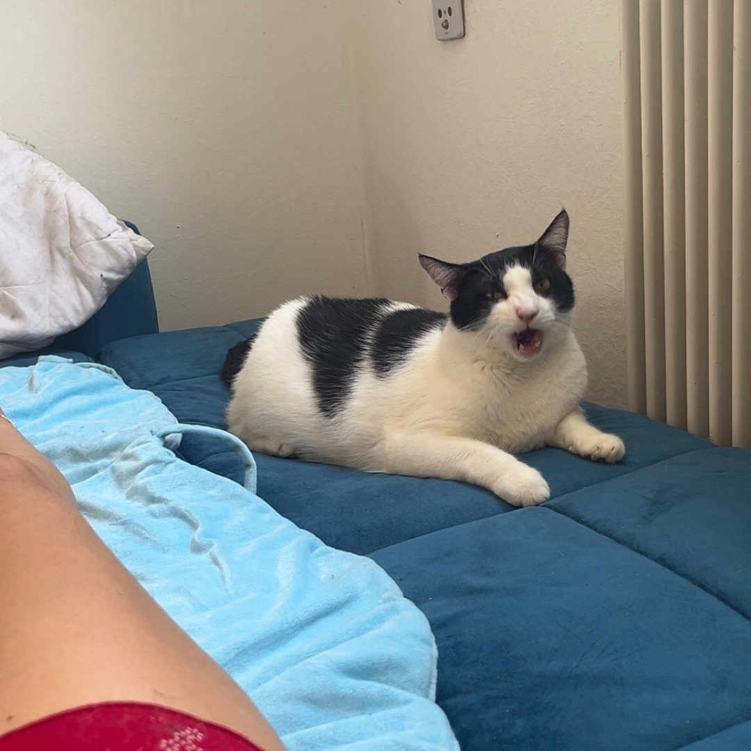 Pandinou participe au concours pour gagner de l'argent avec cette photo : black_and_white, blue_cushion, casual, cat, comfort, couch, domestic, feline, floral_pattern, furniture, home, indoor, meowing, person_leg, pet, radiator, red_shorts, relaxing, resting, wall