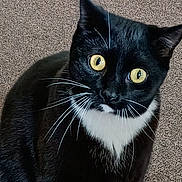Booboo joined the competition — help win amazing prizes! cat, tuxedo_cat, black_fur, white_chest, yellow_eyes, whiskers, ears, pet, animal, portrait, close_up, indoor, carpet, sitting, looking_at_camera, glossy_fur, facial_expression, domestic_cat, cute, photography