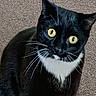 cat, tuxedo_cat, black_fur, white_chest, yellow_eyes, whiskers, ears, pet, animal, portrait, close_up, indoor, carpet, sitting, looking_at_camera, glossy_fur, facial_expression, domestic_cat, cute, photography