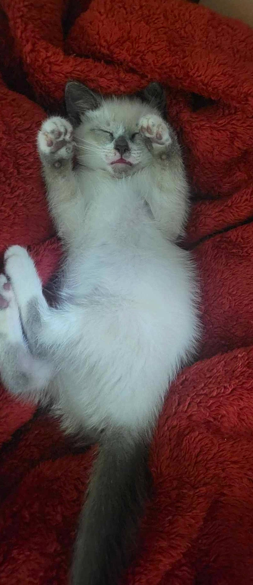 Lady is registered to the contest to win money with this photo: carnivore, cat, claw, comfort, domestic_short_haired_cat, fawn, felidae, foot, fur, paw, petal, small_to_medium_sized_cats, snout, tail, whiskers