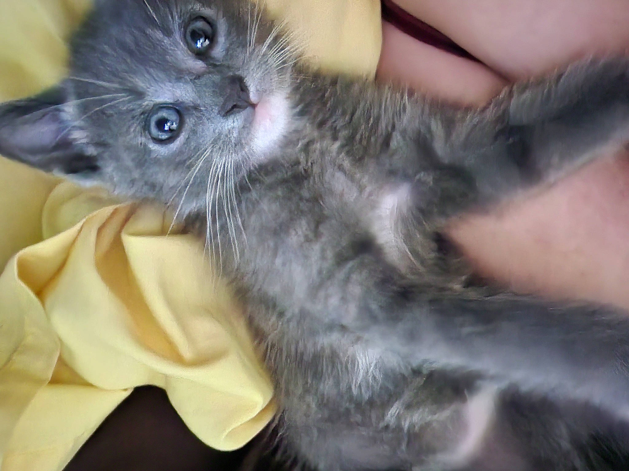 Billy is registered to the contest to win money with this photo: carnivore, cat, cat_supply, cat_toy, claw, comfort, domestic_short_haired_cat, felidae, fur, nail, paw, small_to_medium_sized_cats, tail, whiskers